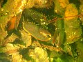 2015-08-01 15-29-27